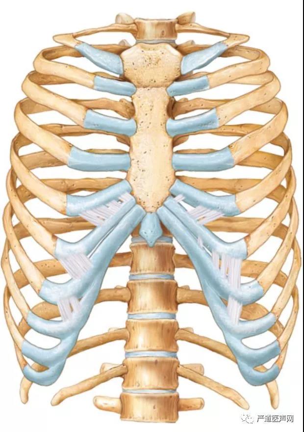 临床实践中,l1-l2肋间狭小,胸骨柄处解剖宽大,肋间远离胸骨正中,难以